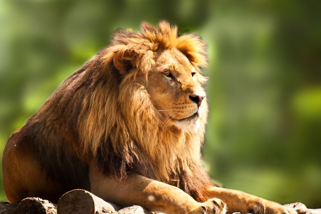 LION crypto surges in price