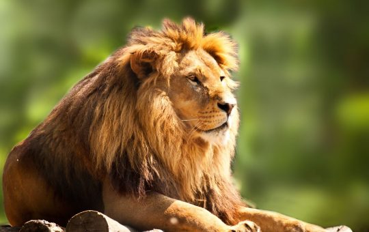 LION crypto surges in price