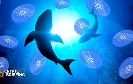 Cardano Sharks Circle Ahead of Potential Bullish Breakout