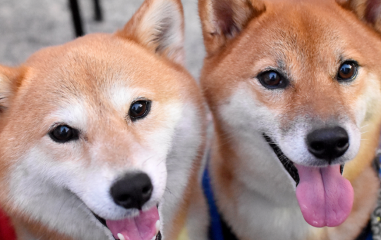 Dogecoin Foundation Seeks Backing to Fuel 2025 Plans