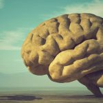 Bigger Brains Lead to Longer Lifespans, Says New Study