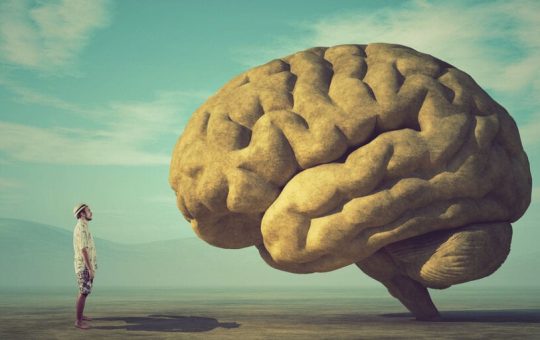 Bigger Brains Lead to Longer Lifespans, Says New Study